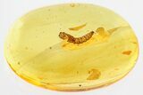 Fossil Wood Gnat Pupa (Anisopodidae) in Baltic Amber #325453-1